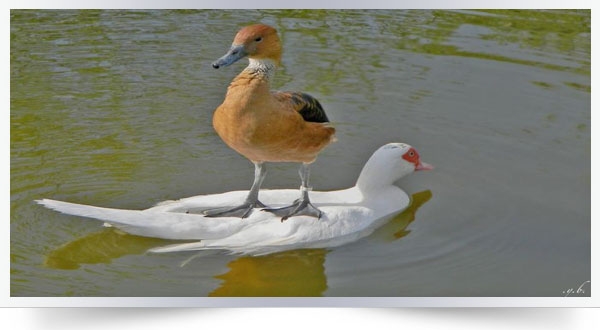 Uzun Lafın Kısası